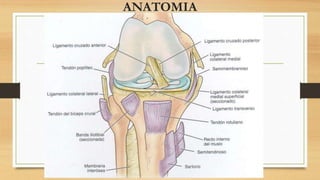 ANATOMIA
 