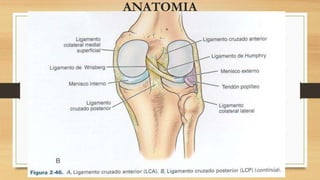 ANATOMIA
 