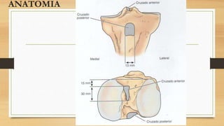 ANATOMIA
 