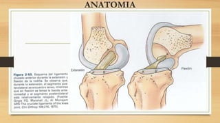 ANATOMIA
 