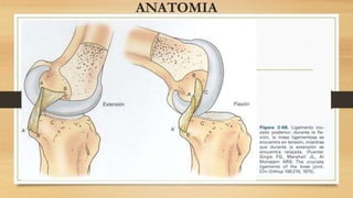 ANATOMIA
 