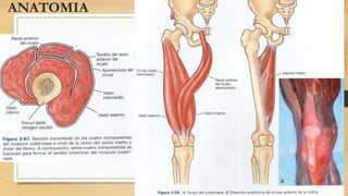 ANATOMIA
 