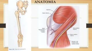 ANATOMIA
 