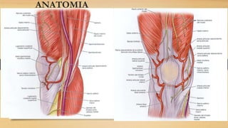 ANATOMIA
 