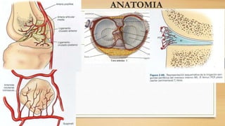 ANATOMIA
 
