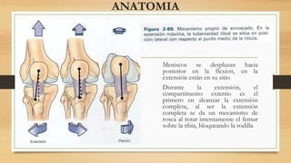 Meniscos se desplazan hacia
posterior en la flexion, en la
extensión están en su sitio
Durante la extensión, el
compartimento externo es el
primero en alcanzar la extensión
completa, al ser la extensión
completa se da un mecanismo de
rosca al rotar internamente el femur
sobre la tibia, bloqueando la rodilla
ANATOMIA
 