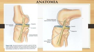 ANATOMIA
 