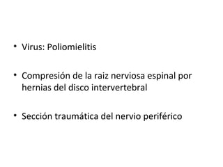 <ul><li>Virus: Poliomielitis </li></ul><ul><li>Compresión de la raiz nerviosa espinal por hernias del disco intervertebral...