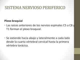 SISTEMA NERVIOSO PERIFERICO

Plexo braquial
• Las raíces anteriores de los nervios espinales C5 a C8 y
  T1 forman el plexo braquial.

• Se extiende hacia abajo y lateralmente a cada lado
  desde la cuarta vértebral cervical hasta la primera
  vértebra torácica.
 