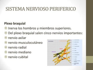 SISTEMA NERVIOSO PERIFERICO

Plexo braquial
 Inerva los hombros y miembros superiores.
 Del plexo braquial salen cinco nervios importantes:
 nervio axilar
 nervio musculocutáneo
 nervio radial
 nervio mediano
 nervio cubital
 