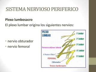 SISTEMA NERVIOSO PERIFERICO
Plexo lumbosacro
El plexo lumbar origina los siguientes nervios:



• nervio obturador
• nervio femoral
 