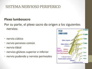 SISTEMA NERVIOSO PERIFERICO


Plexo lumbosacro
Por su parte, el plexo sacro da origen a los siguientes
 nervios:

•   nervio ciático
•   nervio peroneo común
•   nervio tibial
•   nervios glúteos superior e inferior
•   nervio pudendo y nervios perineales
 