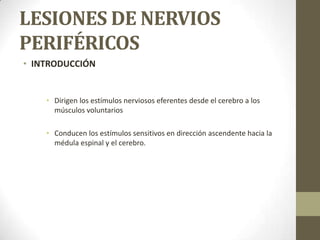 LESIONES DE NERVIOS
PERIFÉRICOS
• INTRODUCCIÓN


    • Dirigen los estímulos nerviosos eferentes desde el cerebro a los
      músculos voluntarios

    • Conducen los estímulos sensitivos en dirección ascendente hacia la
      médula espinal y el cerebro.
 