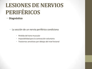 LESIONES DE NERVIOS
PERIFÉRICOS
• Diagnóstico


  • La sección de un nervio periférico condiciona

        • Pérdida del tono muscular
        • Imposibilidad para la contracción voluntaria
        • Trastornos sensitivos por debajo del nivel lesional
 