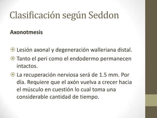 Clasificación según Seddon
Axonotmesis

 Lesión axonal y degeneración walleriana distal.
 Tanto el peri como el endodermo permanecen
  intactos.
 La recuperación nerviosa será de 1.5 mm. Por
  día. Requiere que el axón vuelva a crecer hacia
  el músculo en cuestión lo cual toma una
  considerable cantidad de tiempo.
 