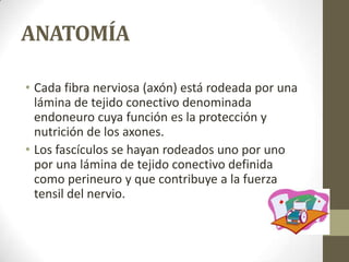 ANATOMÍA

• Cada fibra nerviosa (axón) está rodeada por una
  lámina de tejido conectivo denominada
  endoneuro cuya función es la protección y
  nutrición de los axones.
• Los fascículos se hayan rodeados uno por uno
  por una lámina de tejido conectivo definida
  como perineuro y que contribuye a la fuerza
  tensil del nervio.
 