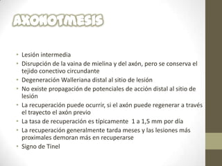 • Lesión intermedia
• Disrupción de la vaina de mielina y del axón, pero se conserva el
  tejido conectivo circundante
• Degeneración Walleriana distal al sitio de lesión
• No existe propagación de potenciales de acción distal al sitio de
  lesión
• La recuperación puede ocurrir, si el axón puede regenerar a través
  el trayecto el axón previo
• La tasa de recuperación es típicamente 1 a 1,5 mm por día
• La recuperación generalmente tarda meses y las lesiones más
  proximales demoran más en recuperarse
• Signo de Tinel
 