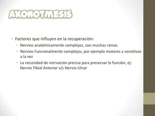 • Factores que influyen en la recuperación:
  • Nervios anatómicamente complejos, con muchas ramas
  • Nervios Funcionalmente complejos, por ejemplo motores y sensitivos
    a la vez
  • La necesidad de inervación precisa para preservar la función, ej:
    Nervio Tibial Anterior v/s Nervio Ulnar
 