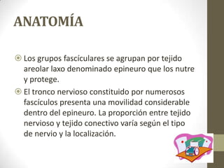 ANATOMÍA

 Los grupos fascículares se agrupan por tejido
  areolar laxo denominado epineuro que los nutre
  y protege.
 El tronco nervioso constituido por numerosos
  fascículos presenta una movilidad considerable
  dentro del epineuro. La proporción entre tejido
  nervioso y tejido conectivo varía según el tipo
  de nervio y la localización.
 