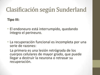 Clasificación según Sunderland
Tipo III:

• El endoneuro está interrumpido, quedando
  íntegro el perineuro.

• La recuperación funcional es incompleta por una
  serie de razones:
  La primera es una lesión retrógrada de los
  cuerpos celulares de mayor grado, que puede
  llegar a destruir la neurona o retrasar su
  recuperación.
 
