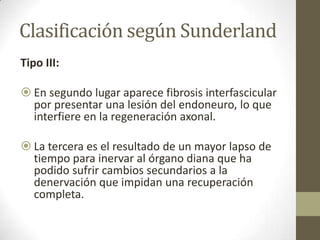 Clasificación según Sunderland
Tipo III:

 En segundo lugar aparece fibrosis interfascicular
  por presentar una lesión del endoneuro, lo que
  interfiere en la regeneración axonal.

 La tercera es el resultado de un mayor lapso de
  tiempo para inervar al órgano diana que ha
  podido sufrir cambios secundarios a la
  denervación que impidan una recuperación
  completa.
 