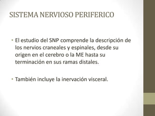 SISTEMA NERVIOSO PERIFERICO


• El estudio del SNP comprende la descripción de
  los nervios craneales y espinales, desde su
  origen en el cerebro o la ME hasta su
  terminación en sus ramas distales.

• También incluye la inervación visceral.
 