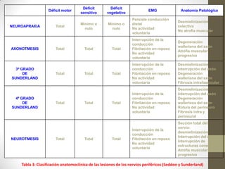 Déficit        Déficit
                   Déficit motor                                           EMG               Anatomía Patológica
                                     sensitivo     vegetativo
                                                                  Persiste conducción
                                                                                           Desmielinización
                                     Mínimo o       Mínimo o      distal
NEUROAPRAXIA           Total                                                               selectiva
                                       nulo           nulo        No actividad
                                                                                           No atrofia muscular
                                                                  voluntaria
                                                                  Interrupción de la
                                                                                           Degeneración
                                                                  conducción
                                                                                           walleriana del axón
AXONOTMESIS            Total           Total          Total       Fibrilación en reposo
                                                                                           Atrofia muscular
                                                                  No actividad
                                                                                           progresiva
                                                                  voluntaria
                                                                  Interrupción de la       Desmielinización
  3º GRADO                                                        conducción               Interrupción del axón
      DE               Total           Total          Total       Fibrilación en reposo    Degeneración
SUNDERLAND                                                        No actividad             walleriana del axón
                                                                  voluntaria               Fibrosis intrafascicular
                                                                                           Desmielinización
                                                                  Interrupción de la       Interrupción del axón
  4º GRADO                                                        conducción               Degeneración
      DE               Total           Total          Total       Fibrilación en reposo    walleriana del axón
SUNDERLAND                                                        No actividad             Rotura del perineuro
                                                                  voluntaria               Fibrosis intra y
                                                                                           perineural
                                                                                           Sección total del
                                                                                           nervio:
                                                                  Interrupción de la
                                                                                           desmielinización
                                                                  conducción
                                                                                           Interrupción del axón
NEUROTMESIS            Total           Total          Total       Fibrilación en reposo
                                                                                           Interrupción de
                                                                  No actividad
                                                                                           estructuras conectivas
                                                                  voluntaria
                                                                                           Atrofia muscular
                                                                                           progresiva

    Tabla 3: Clasificación anatomoclínica de las lesiones de los nervios periféricos (Seddon y Sunderland)
 