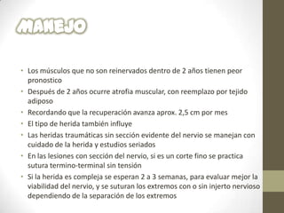 • Los músculos que no son reinervados dentro de 2 años tienen peor
  pronostico
• Después de 2 años ocurre atrofia muscular, con reemplazo por tejido
  adiposo
• Recordando que la recuperación avanza aprox. 2,5 cm por mes
• El tipo de herida también influye
• Las heridas traumáticas sin sección evidente del nervio se manejan con
  cuidado de la herida y estudios seriados
• En las lesiones con sección del nervio, si es un corte fino se practica
  sutura termino-terminal sin tensión
• Si la herida es compleja se esperan 2 a 3 semanas, para evaluar mejor la
  viabilidad del nervio, y se suturan los extremos con o sin injerto nervioso
  dependiendo de la separación de los extremos
 