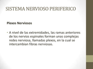 SISTEMA NERVIOSO PERIFERICO

Plexos Nerviosos

• A nivel de las extremidades, las ramas anteriores
  de los nervios espinales forman unas complejas
  redes nerviosa, llamadas plexos, en la cual se
  intercambian fibras nerviosas.
 