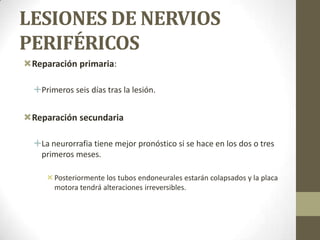 LESIONES DE NERVIOS
PERIFÉRICOS
Reparación primaria:

  Primeros seis días tras la lesión.


Reparación secundaria

  La neurorrafia tiene mejor pronóstico si se hace en los dos o tres
   primeros meses.

      Posteriormente los tubos endoneurales estarán colapsados y la placa
       motora tendrá alteraciones irreversibles.
 