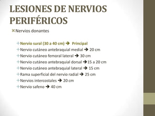 LESIONES DE NERVIOS
PERIFÉRICOS
Nervios donantes

  Nervio sural (30 a 40 cm)  Principal
  Nervio cutáneo antebraquial medial  20 cm
  Nervio cutáneo femoral lateral  30 cm
  Nervio cutáneo antebraquial dorsal 15 a 20 cm
  Nervio cutáneo antebraquial lateral  15 cm
  Rama superficial del nervio radial  25 cm
  Nervios intercostales  20 cm
  Nervio safeno  40 cm
 