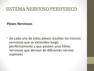 SISTEMA NERVIOSO PERIFERICO

Plexos Nerviosos


• De cada uno de estos plexos resultan los troncos
  nerviosos que se extienden luego
  periféricamente y que poseen unas fibras
  nerviosas que derivan de diferentes nervios
  espinales
 