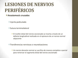 LESIONES DE NERVIOS
PERIFÉRICOS
Anastomosis cruzadas

  Injerto pediculado

  Sutura terminolateral

      El muñón distal del nervio seccionado se inserta a través de un
       defecto longitudinal realizado en el epineuro de un nervio normal
       adyacente


  Transferencias nerviosas o neurotizaciones

      Un nervio donante normal se sacrifica de manera completa o parcial
       para reinervar el segmento distal del nervio seccionado
 
