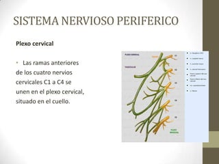 SISTEMA NERVIOSO PERIFERICO
Plexo cervical

• Las ramas anteriores
de los cuatro nervios
cervicales C1 a C4 se
unen en el plexo cervical,
situado en el cuello.
 