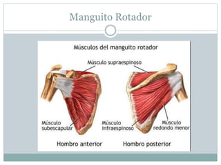Manguito Rotador
 