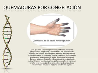 QUEMADURAS POR CONGELACIÓN
En lo que hace a lesiones producidas por frío los principales
peligros son la congelación y la hipotermia. Las extremidades,
manos y pies, son los más castigados, también la nariz y orejas y
toda piel que esté en exposición directa. Los efectos del frío se ven
ampliamente agravados por la acción del viento y la humedad.
Que sean las zonas distales las más afectadas no es casualidad.
Ante un frío muy acentuado, el cuerpo humano, a fin de mantener
el calor en el tronco, donde se encuentran los órganos vitales,
interrumpe la circulación mediante constricción capilar.
 