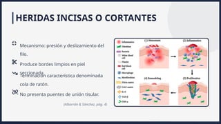 Filo De Raton Lesiones por Arma Blanca Medicina Legal I | PPTX