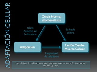Hay distintos tipos de adaptación celular como es la hipertrofia, Metaplasia,
                              displasia, y otras.
 