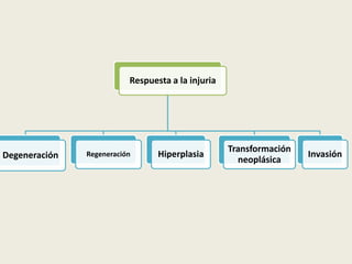 Respuesta a la injuria
Degeneración Regeneración Hiperplasia
Transformación
neoplásica
Invasión
 