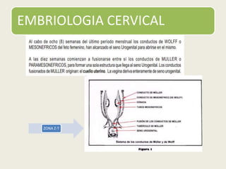 EMBRIOLOGIA CERVICAL
ZONA Z-T
 