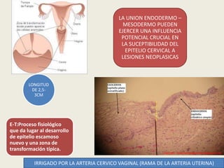 LA UNION ENDODERMO –
MESODERMO PUEDEN
EJERCER UNA INFLUENCIA
POTENCIAL CRUCIAL EN
LA SUCEPTIBILIDAD DEL
EPITELIO CERVICAL A
LESIONES NEOPLASICAS
LONGITUD
DE 2,5-
3CM
E-T:Proceso fisiológico
que da lugar al desarrollo
de epitelio escamoso
nuevo y una zona de
transformación típica.
IRRIGADO POR LA ARTERIA CERVICO VAGINAL (RAMA DE LA ARTERIA UTERINA)
 