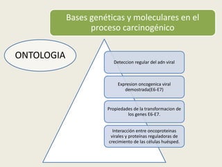 Deteccion regular del adn viral
Expresion oncogenica viral
demostrada(E6-E7)
Propiedades de la transformacion de
los genes E6-E7.
Interacción entre oncoproteinas
virales y proteínas reguladoras de
crecimiento de las células huésped.
Bases genéticas y moleculares en el
proceso carcinogénico
ONTOLOGIA
 