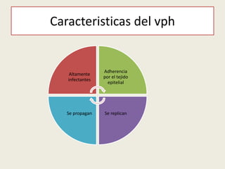 Caracteristicas del vph
Altamente
infectantes
Adherencia
por el tejido
epitelial
Se replicanSe propagan
 