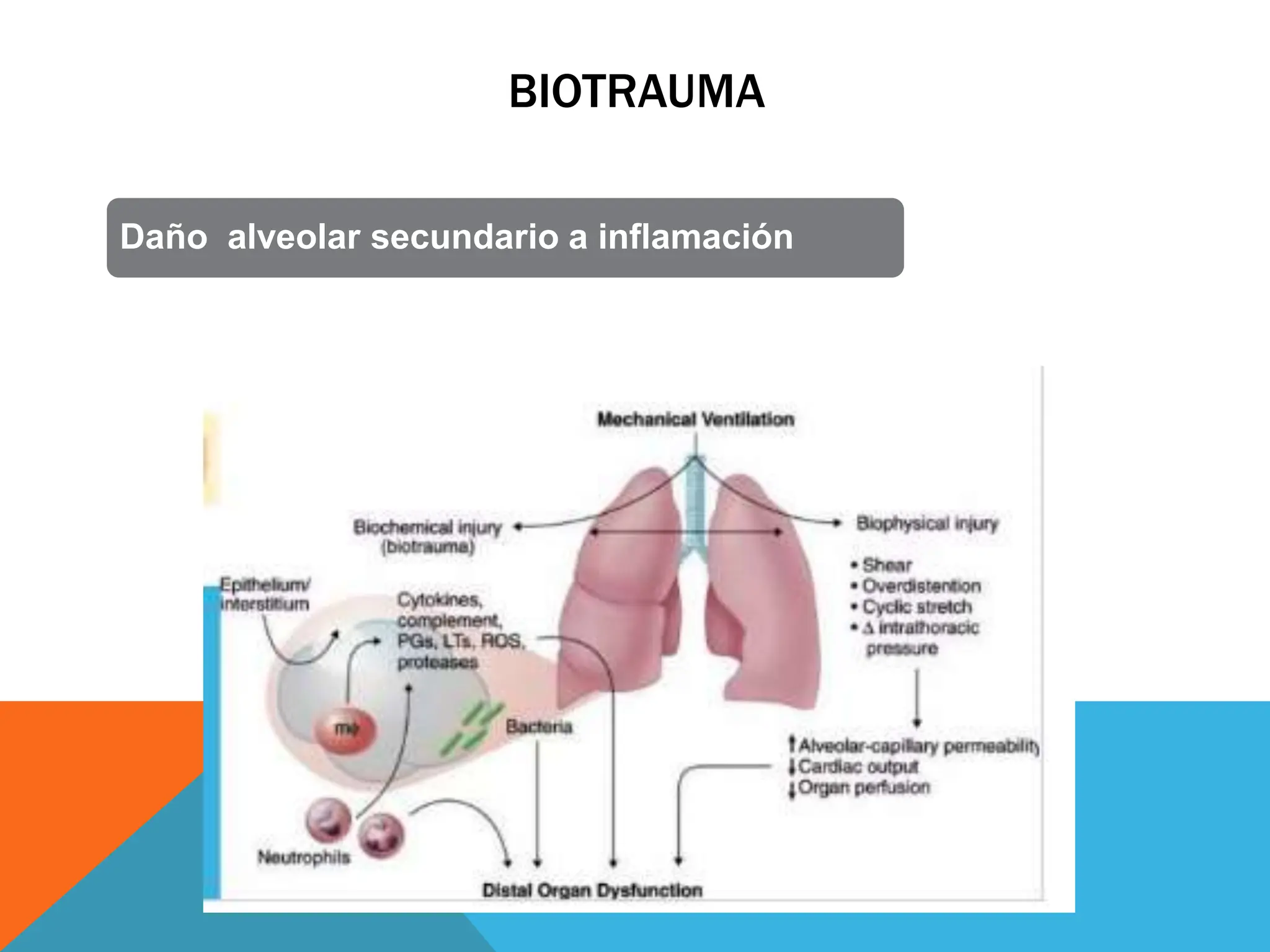 Lesiones pulmonares inducidas por la ventilación mecánica.pptx