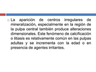  La aparición de centros irregulares de
mineralización, especialmente en la región de
la pulpa central también produce alteraciones
dimensionales. Este fenómeno de calcificación
o litiasis es relativamente común en las pulpas
adultas y se incrementa con la edad o en
presencia de agentes irritantes.
 