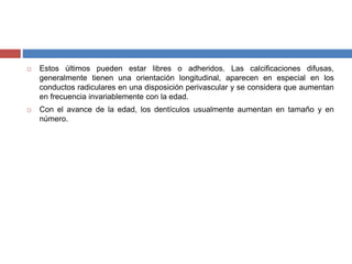  Estos últimos pueden estar libres o adheridos. Las calcificaciones difusas,
generalmente tienen una orientación longitudinal, aparecen en especial en los
conductos radiculares en una disposición perivascular y se considera que aumentan
en frecuencia invariablemente con la edad.
 Con el avance de la edad, los dentículos usualmente aumentan en tamaño y en
número.
 