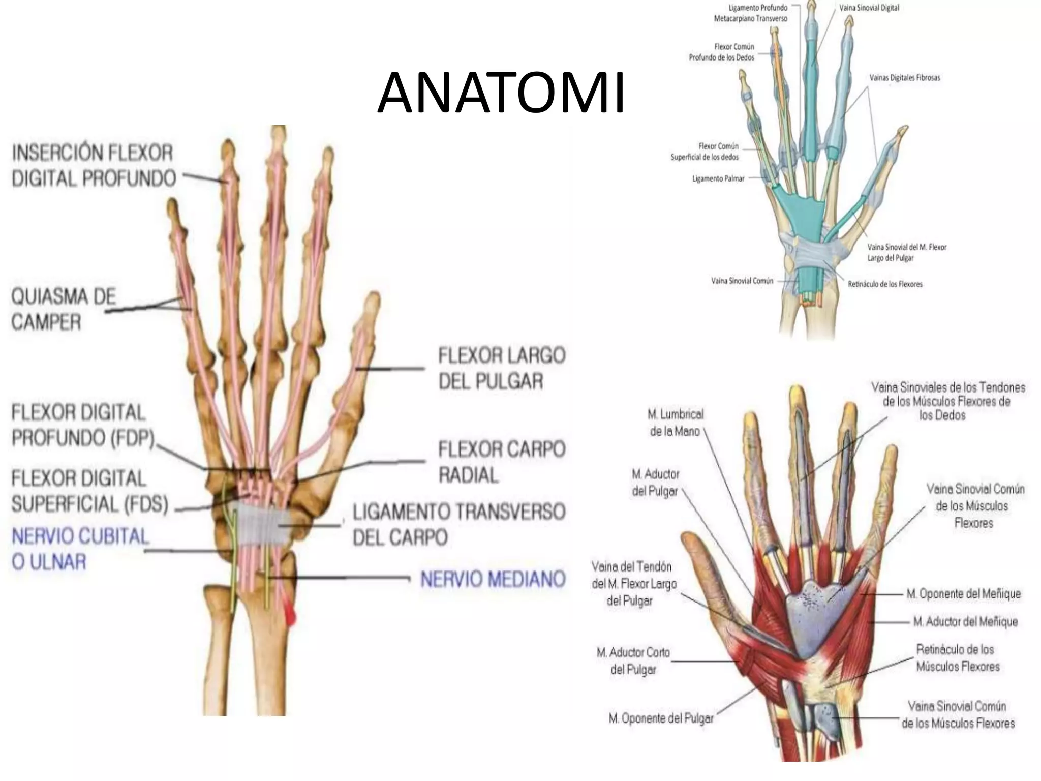 lesiones-tendinosas-de-la-mano-pptx