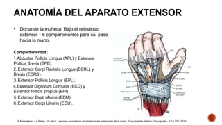 Comprehensive Overview of Hand Extensor Apparatus Injuries: Anatomy ...