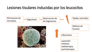 Lesiones tisulares inducidas por los leucocitos
Eliminacion de
microbios
fagocitosis Destruccion de
los fagosomas
Tejidos normales
Defecto de
funcion
infecciones
supresión
medular,
radioterapia,
quimioterapia
 