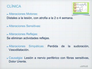 CLÍNICA
Alteraciones Motoras:
Distales a la lesión, con atrofia a la 2 o 4 semana.
Alteraciones Sensitivas:
Alteraciones Reflejas:
Se eliminan actividades reflejas.
Alteraciones Simpáticas: Perdida de la sudoración,
Vasodilatación.
Causalgia: Lesión a nervio periférico con fibras sensitivas,
Dolor Urente.
Dr. Vejarano A., Willy
Ortopedista y Traumatologo
 